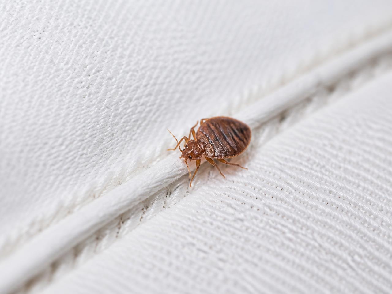 Percevejo sobre roupa de cama